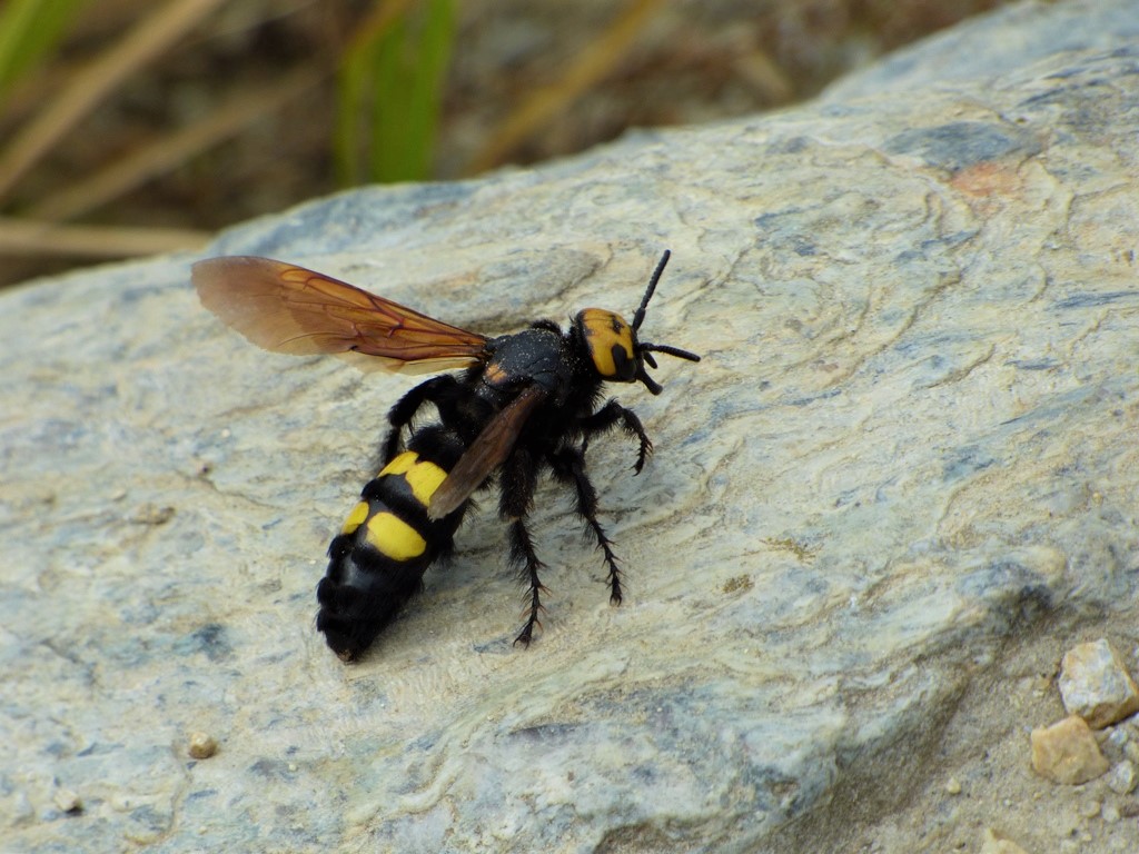 Scoliidae: Megascolia maculata flavifrons, femmina